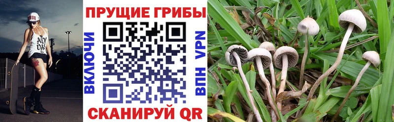 Псилоцибиновые грибы Psilocybine cubensis Калачинск